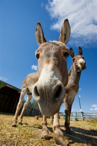 A close-up shot of a donkeys face